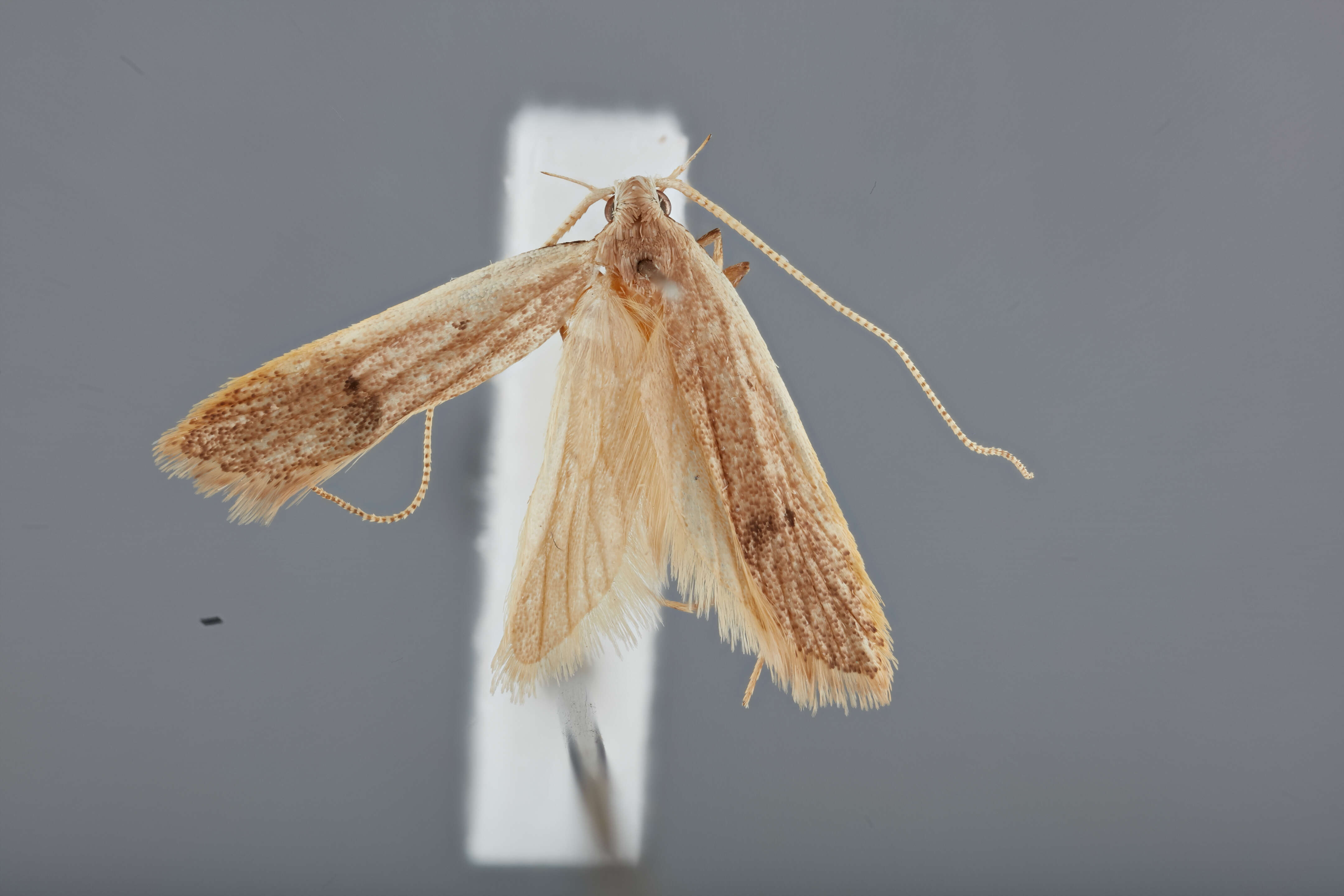 Image of Lecithocera ceratoides Park 2012