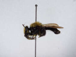 صورة Laphria flavicollis Say 1824