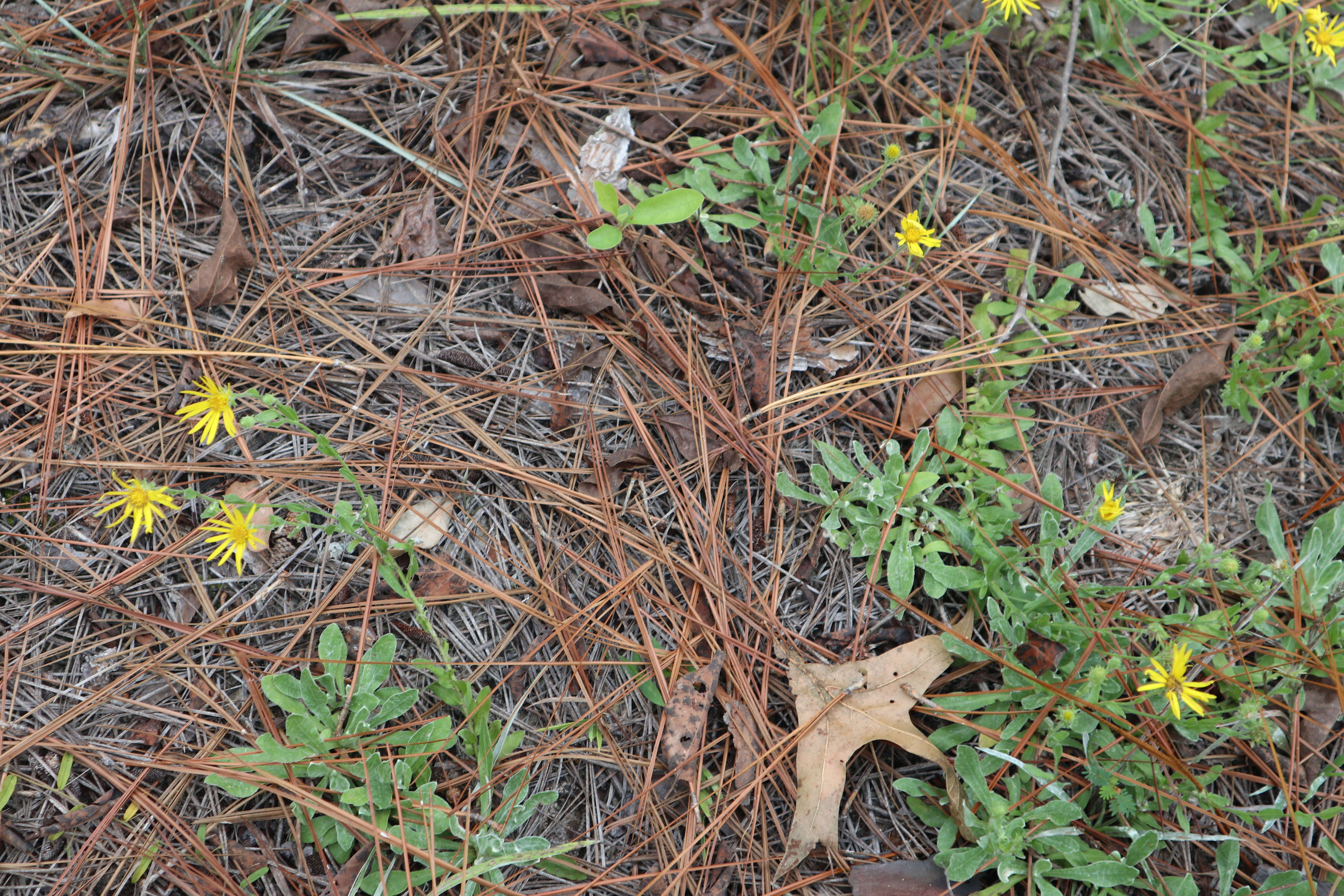 Image of Cottony Golden-Aster