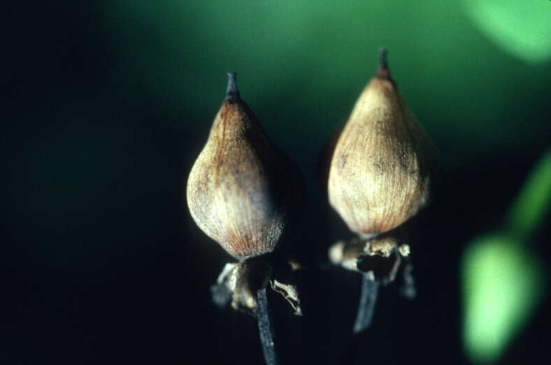 صورة Ipomoea ochracea (Lindl.) G. Don