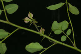 Indigofera lancifolia Rydb.的圖片