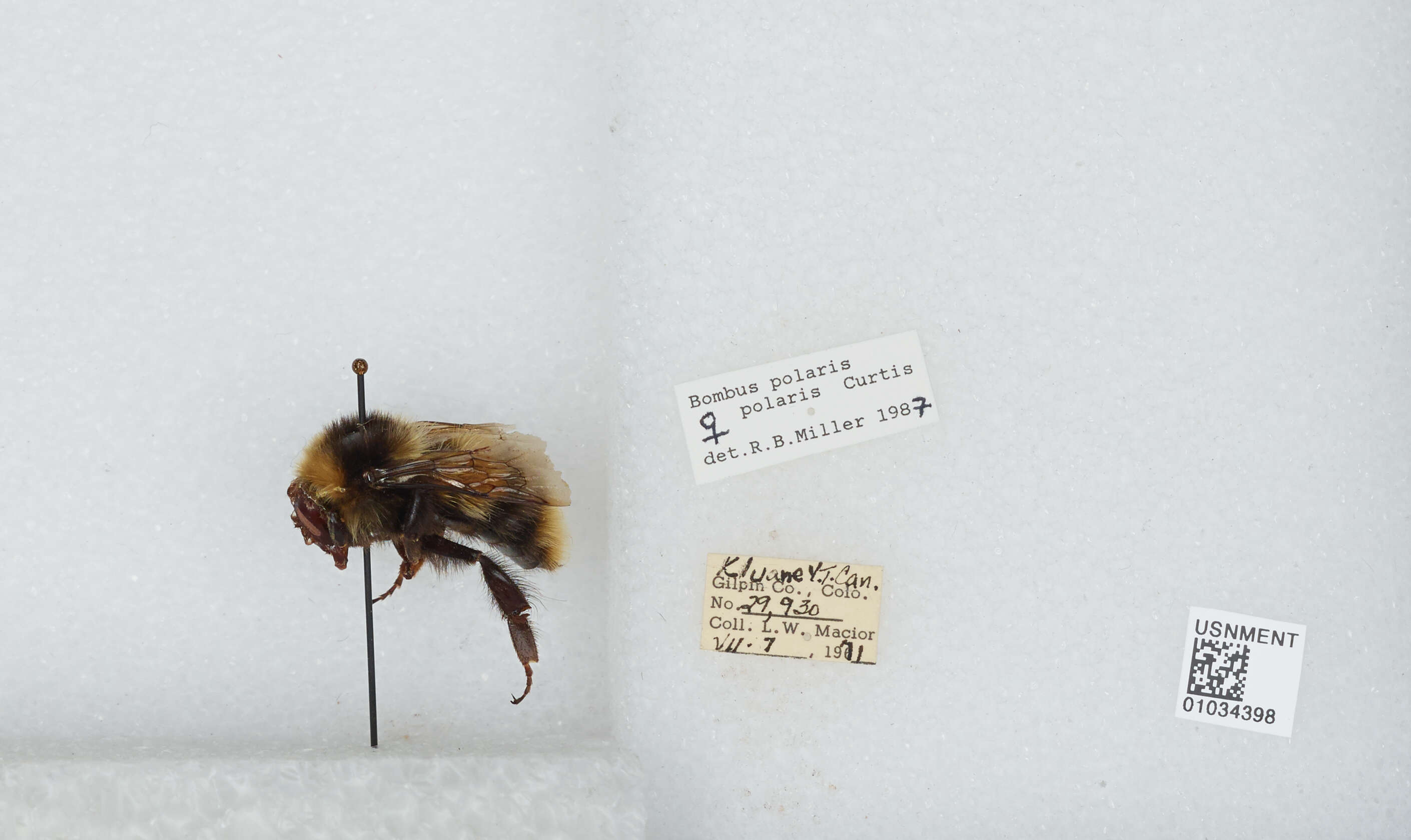 Image of Polar Bumble Bee