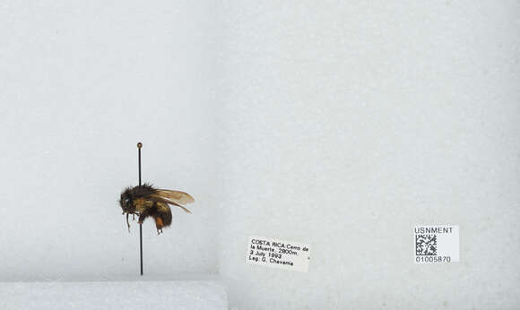 Bombus ephippiatus Say 1837 resmi