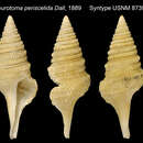 Image of Cryptogemma periscelida (Dall 1889)