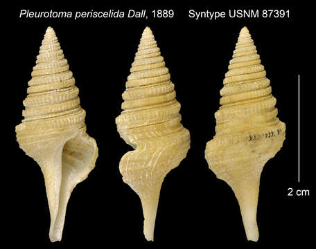 Cryptogemma periscelida (Dall 1889) resmi