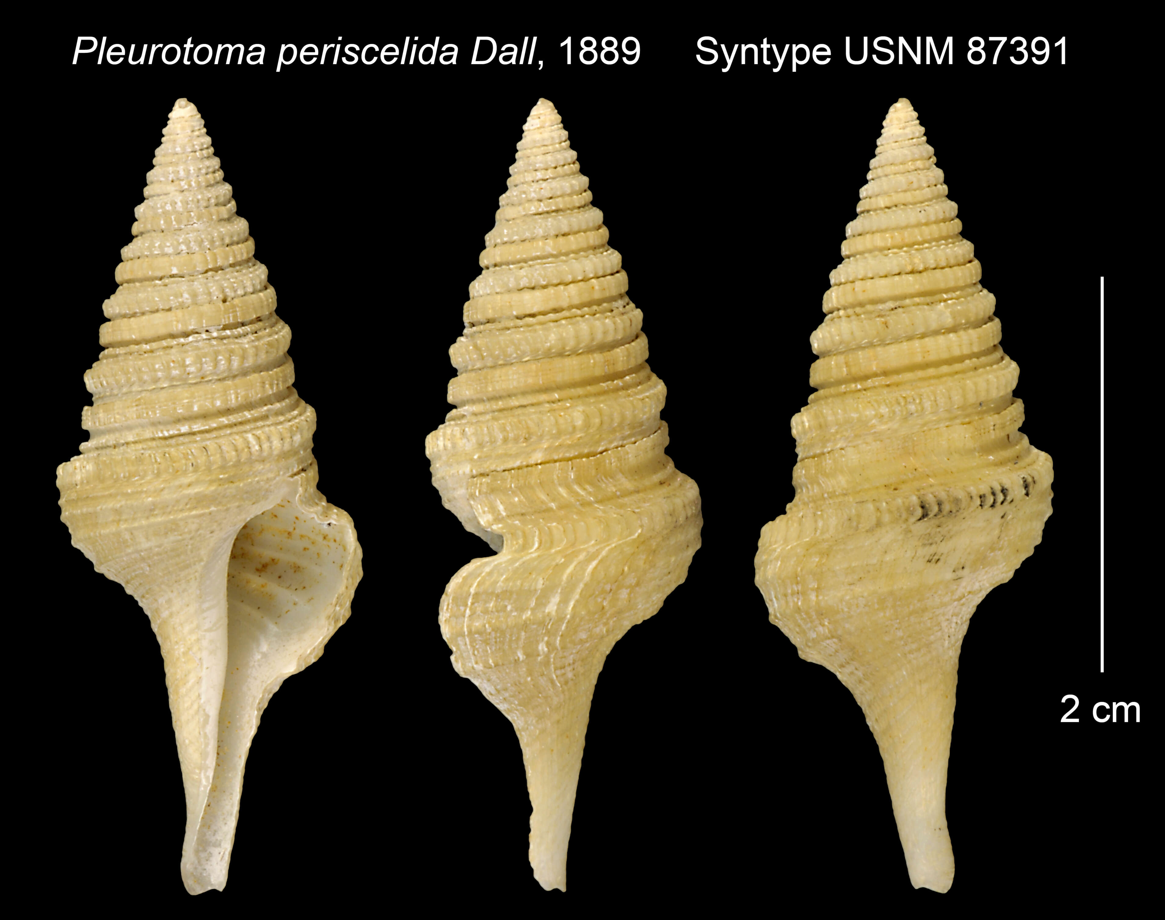 Image of Cryptogemma periscelida (Dall 1889)