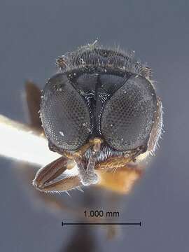 Image of Sphecidae