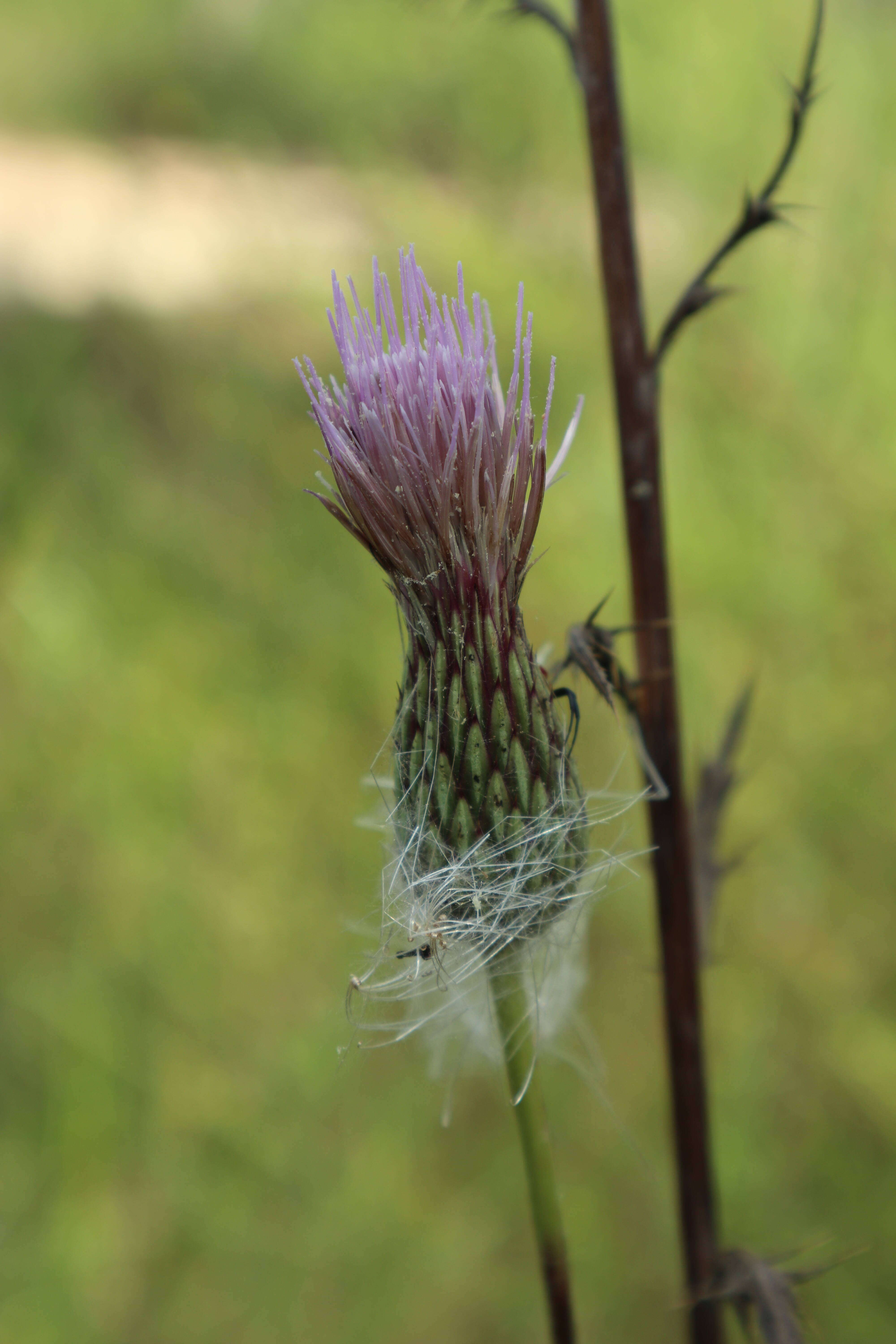 Image de Cirsium lecontei Torr. & A. Gray