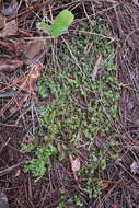 Image of littleleaf pixiemoss