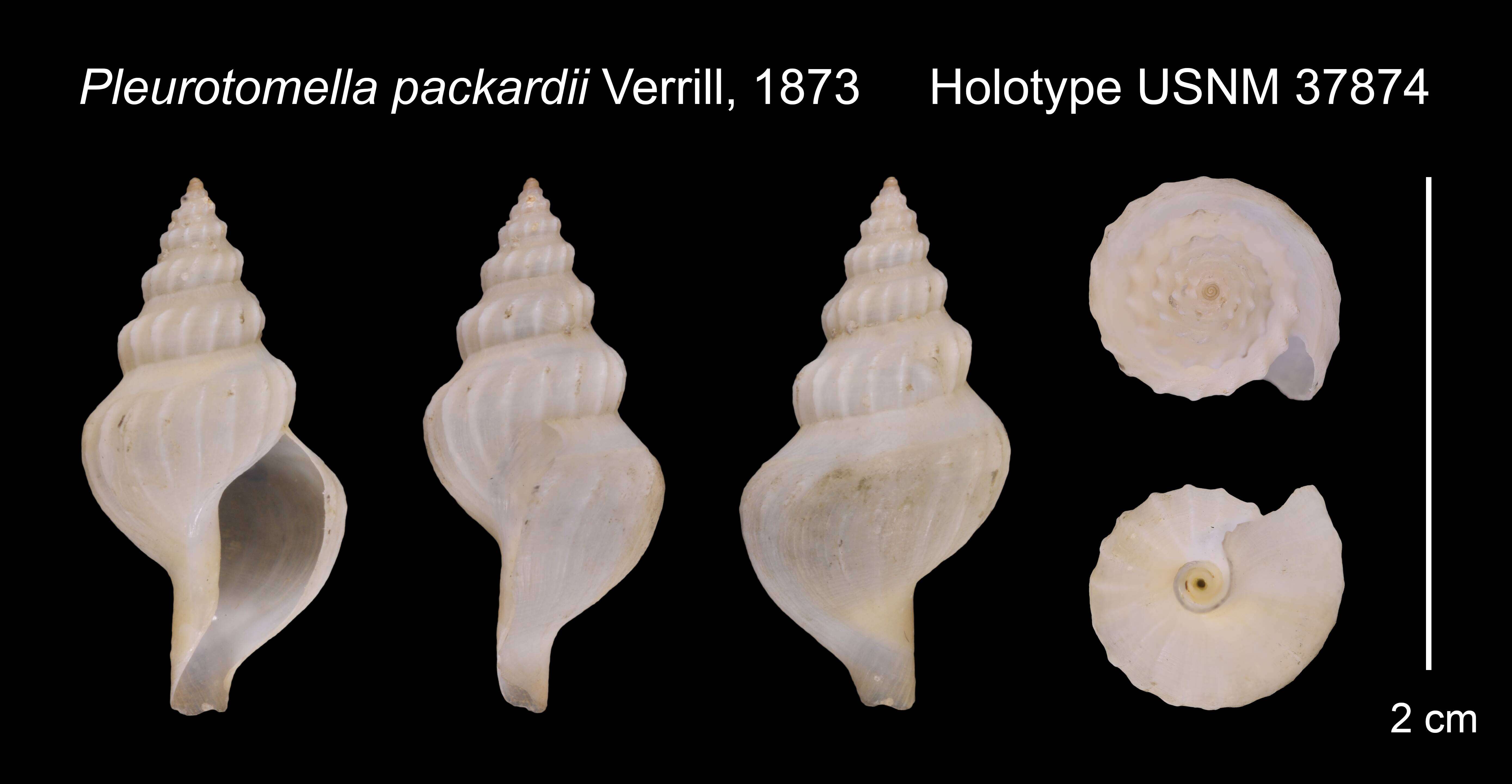 Image of Pleurotomella packardii Verrill 1872