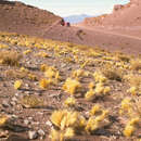 Pappostipa atacamensis (Parodi) Romasch.的圖片