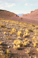 Image of Pappostipa atacamensis (Parodi) Romasch.