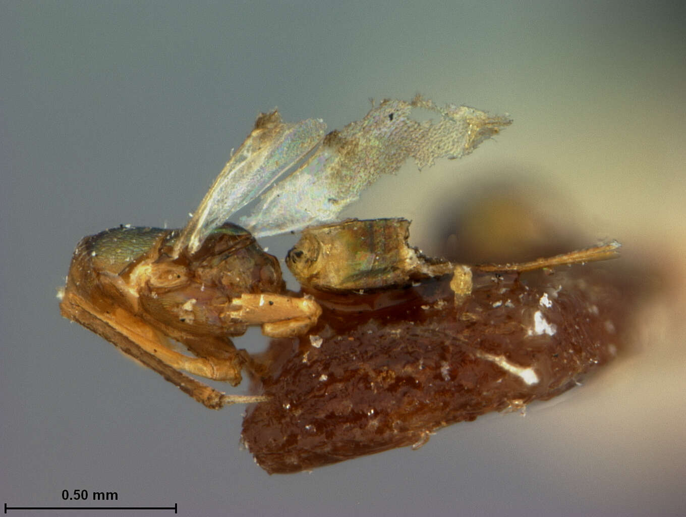 Image of Copidosoma auriceps (Ashmead 1900)