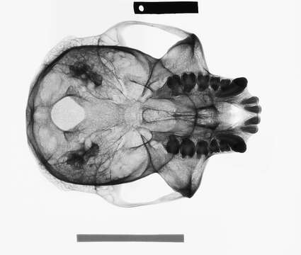 Image of Trachypithecus cristatus cristatus (Raffles 1821)