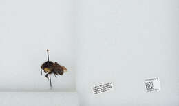 Bombus ephippiatus Say 1837 resmi