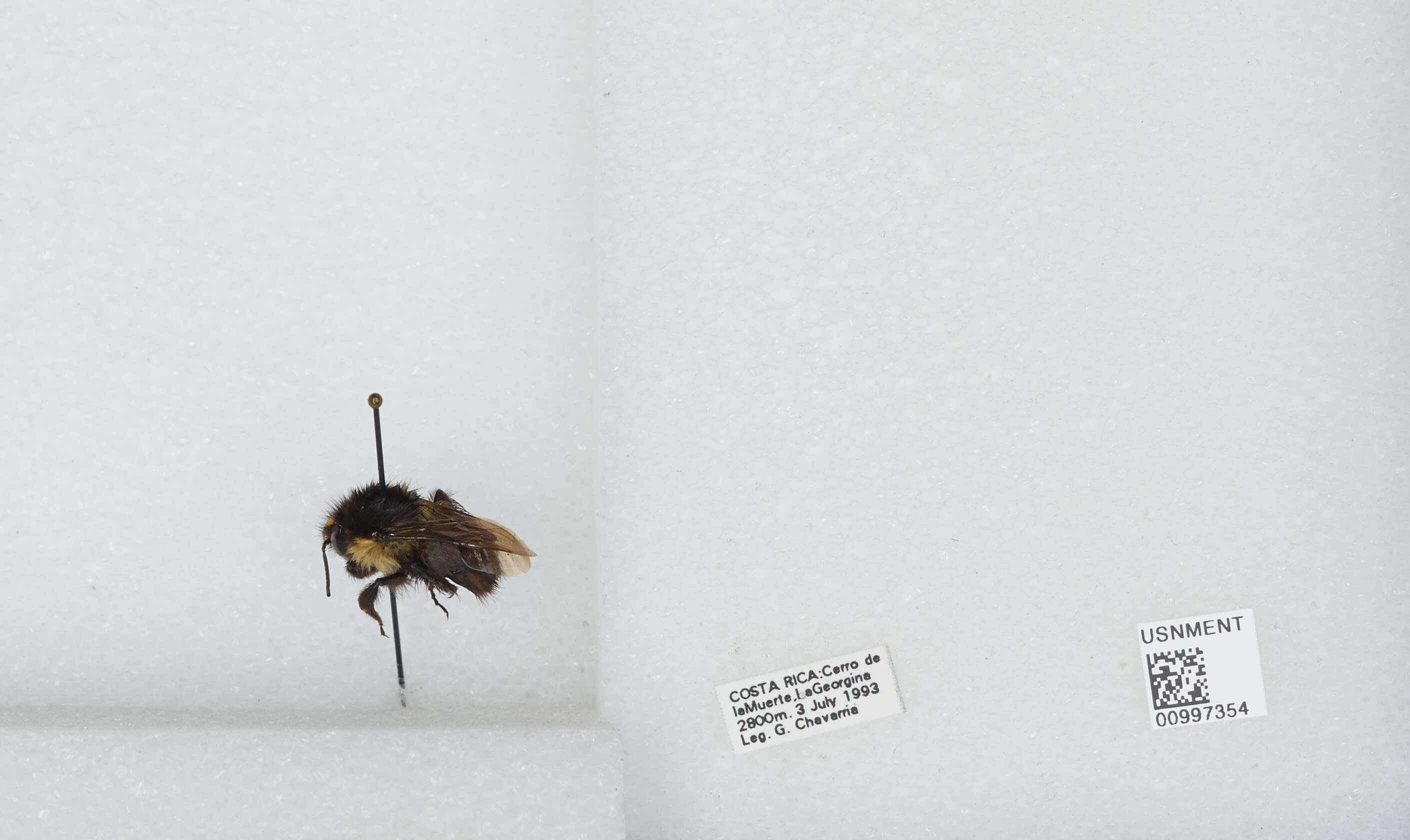 Bombus ephippiatus Say 1837 resmi