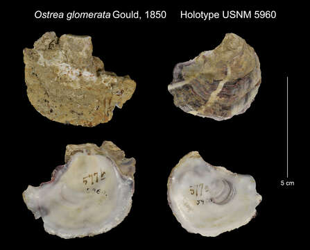 Saccostrea glomerata (Gould 1850) resmi