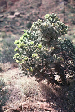 Image of Wiggins' cholla