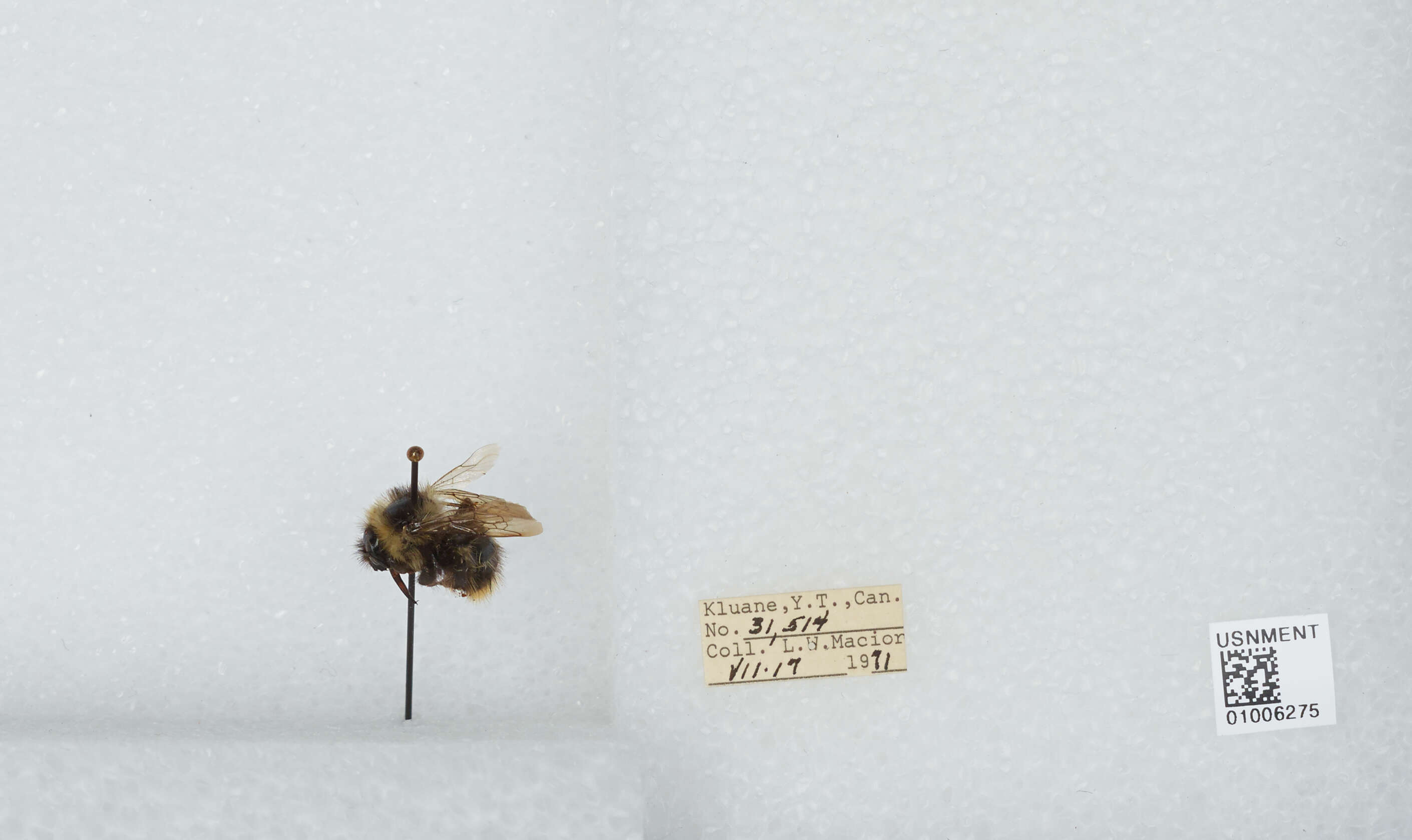 Image of Frigid Bumble Bee