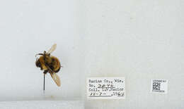 Слика од Bombus affinis Cresson 1864