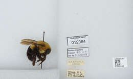 Image of Common Eastern Bumblebee