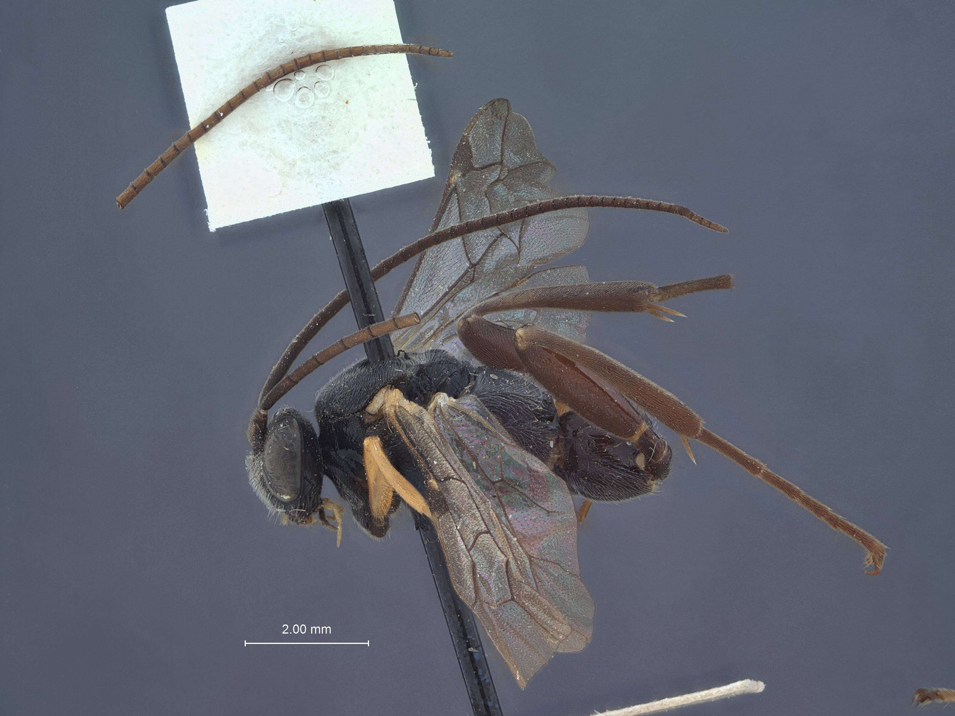 Image of Pimpla disparis Viereck 1911