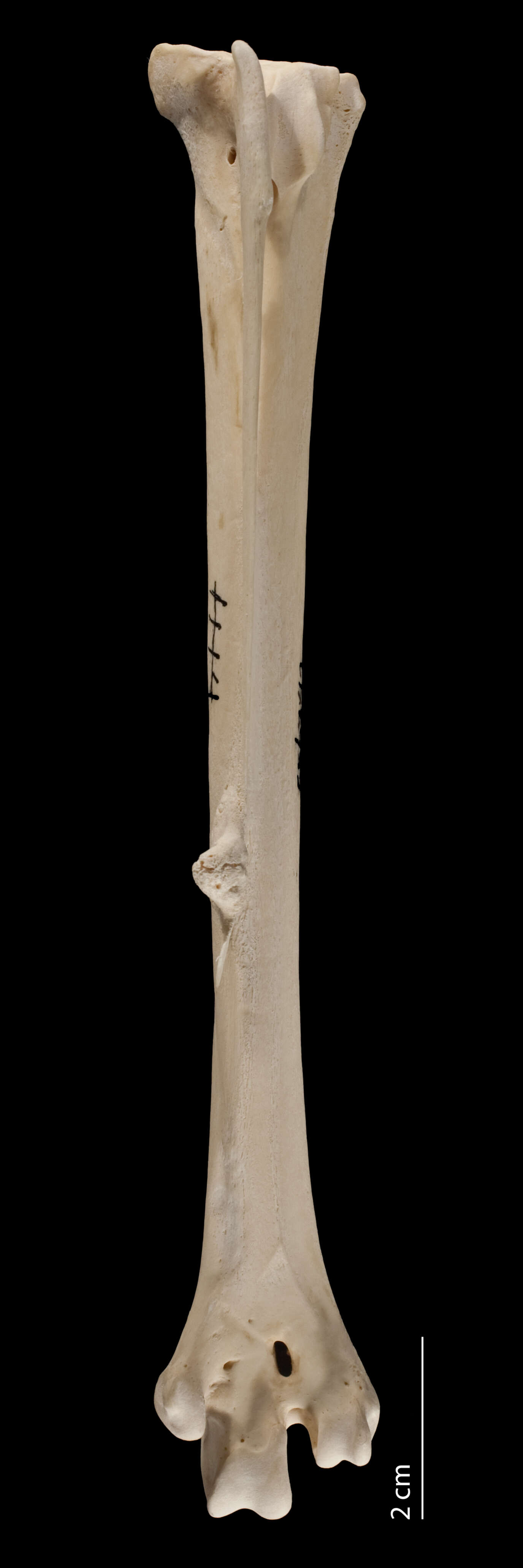 Image of Meleagris gallopavo silvestris Vieillot 1817