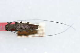 Cleptometopus simillimus Breuning 1947的图像