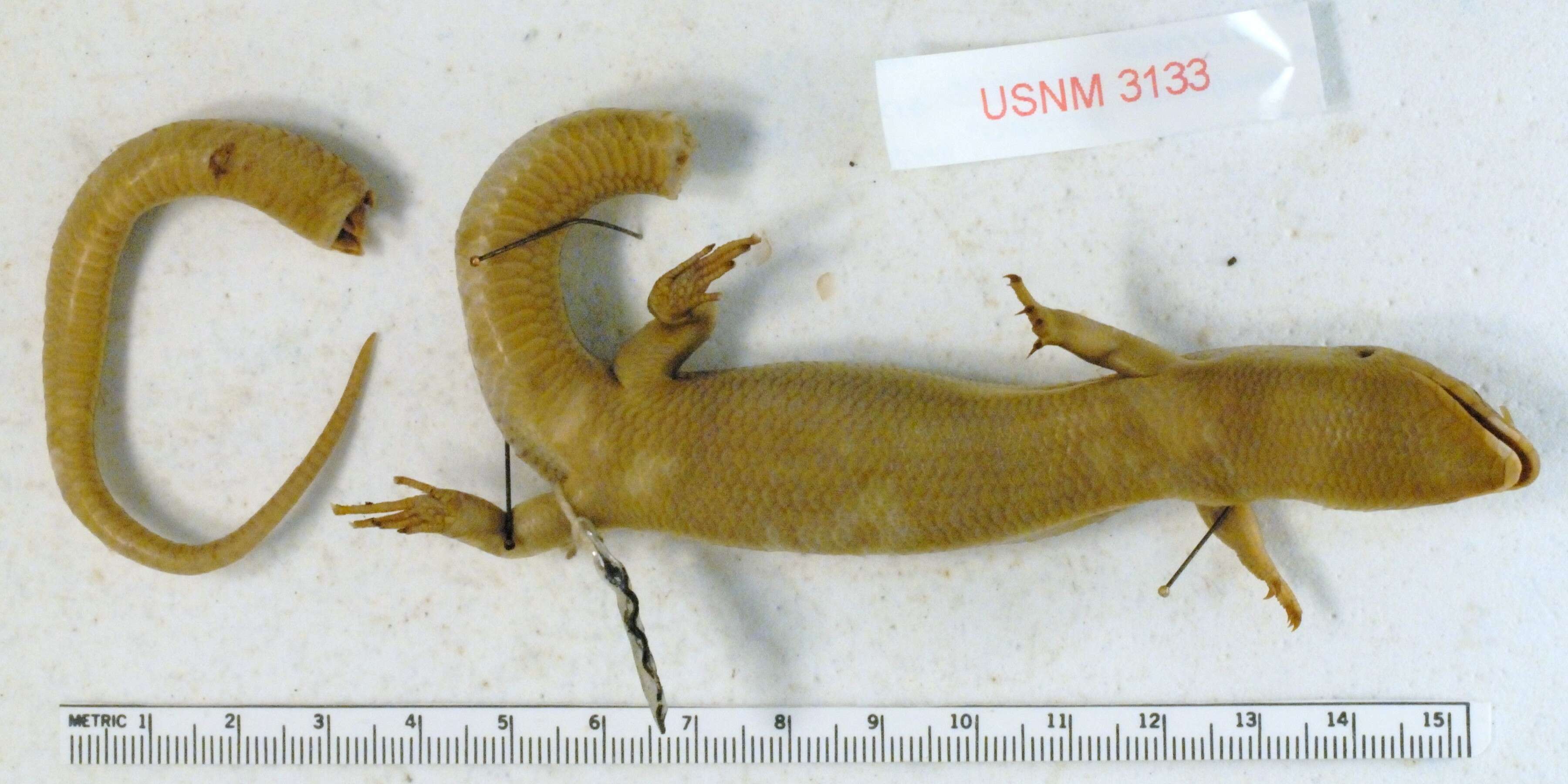 Image of Great Plains skink