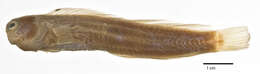 Image of Hump-headed Blenny