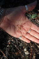 Image of Capillary Hair Sedge