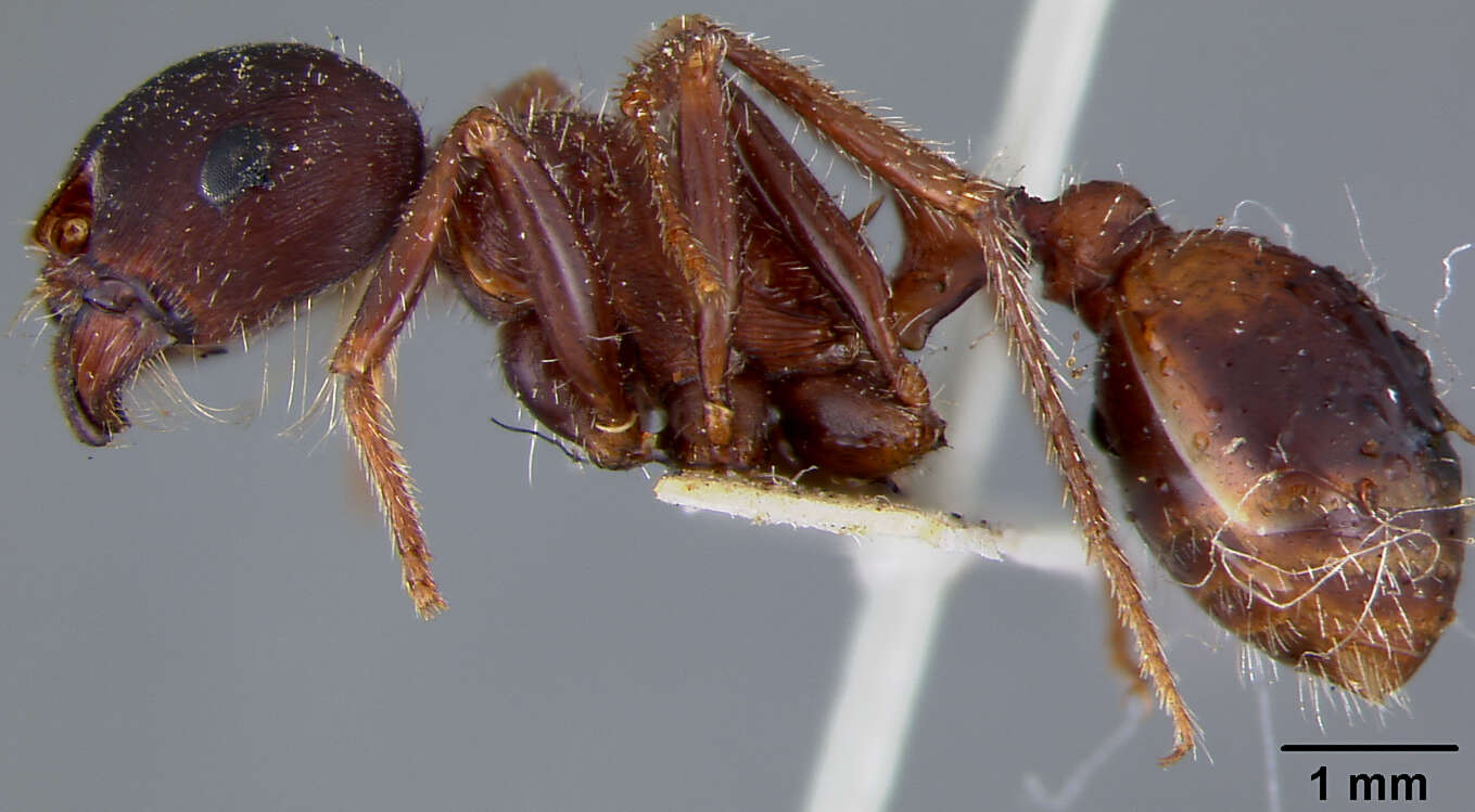 Image of Pogonomyrmex barbatus (Smith 1858)