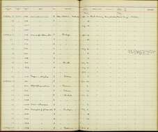 صورة Vireo pallens ochraceus Salvin 1863