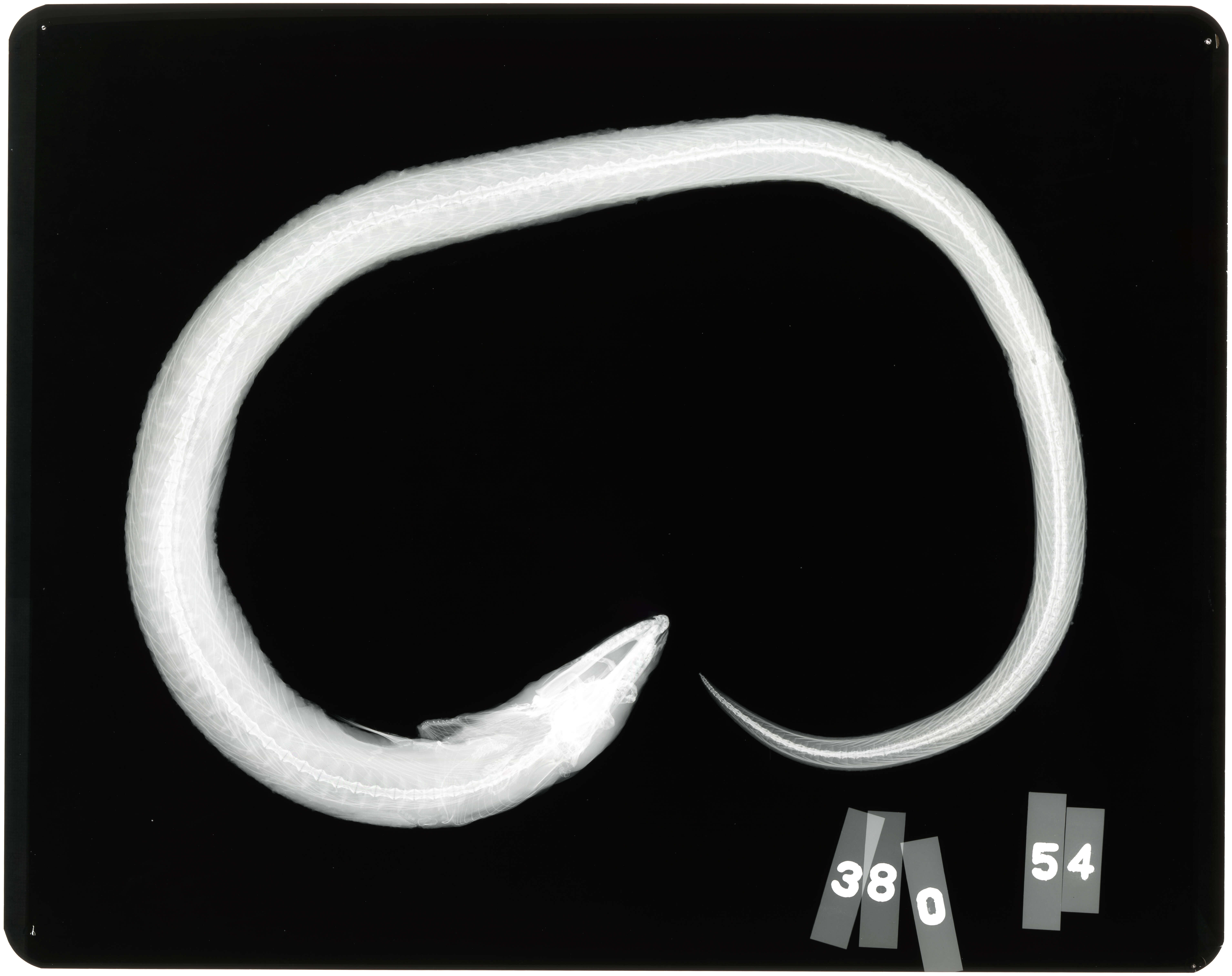 Image of Palespotted Eel