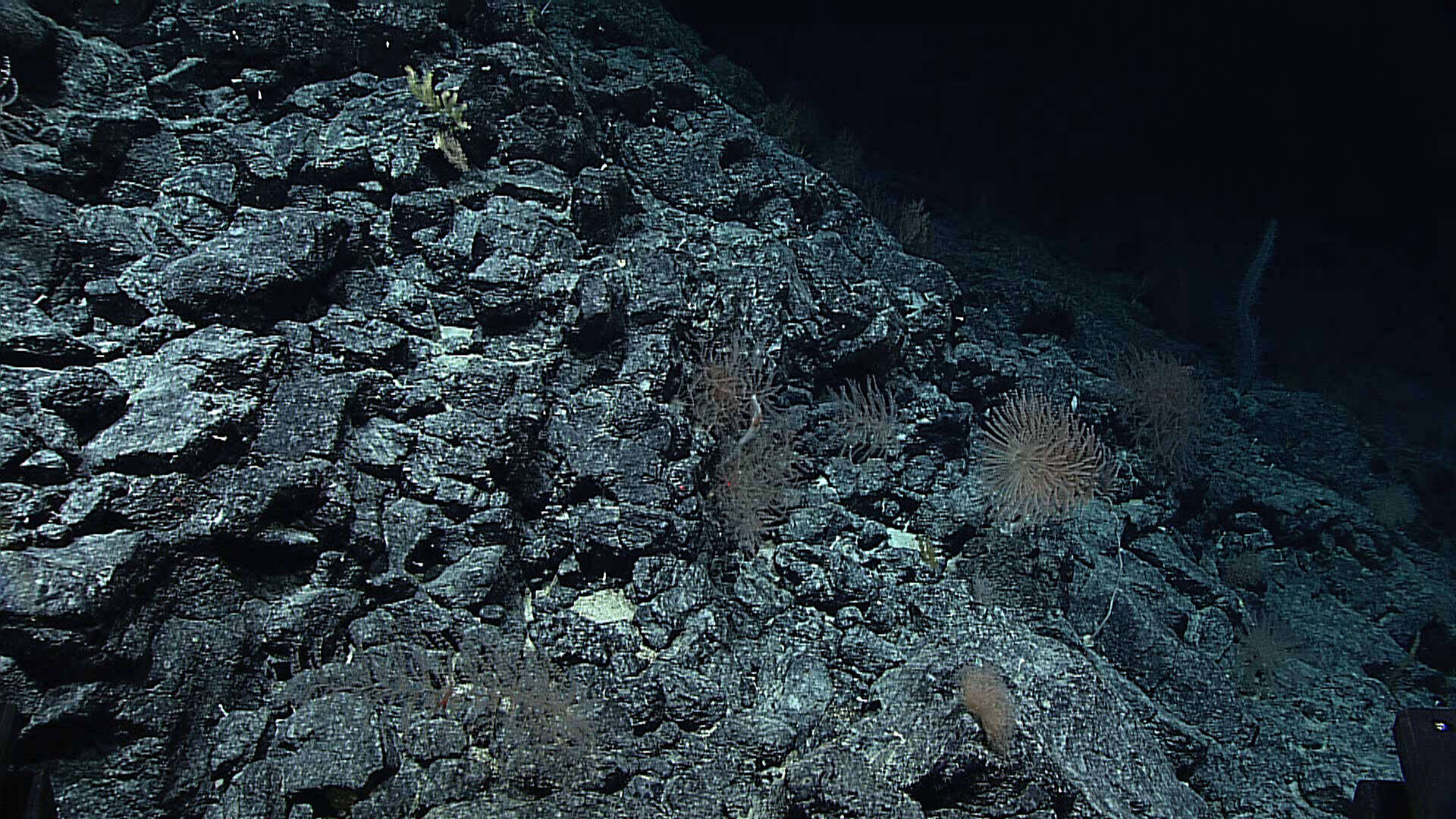 Image of Narella macrocalyx Cairns & Bayer 2008