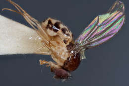 Image of Mycodrosophila claytonae Wheeler & Takada 1963