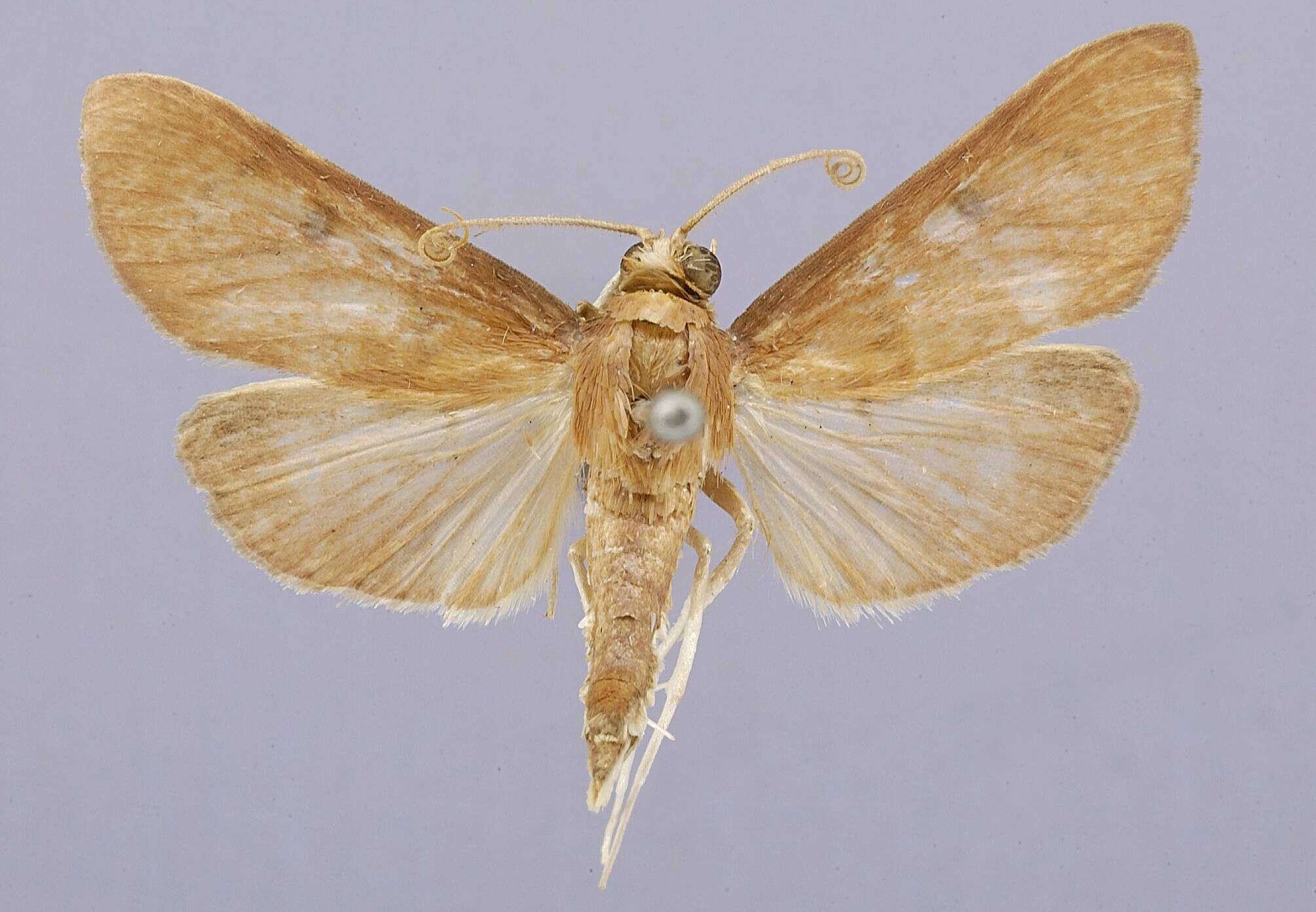 Image of Sylepta Hübner