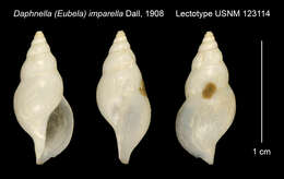 Image of Xanthodaphne imparella (Dall 1908)