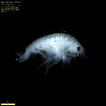 Image of Amphipoda