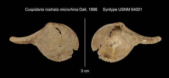 Image de Cuspidaria microrhina Dall 1886