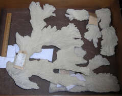 Image of Elkhorn Coral