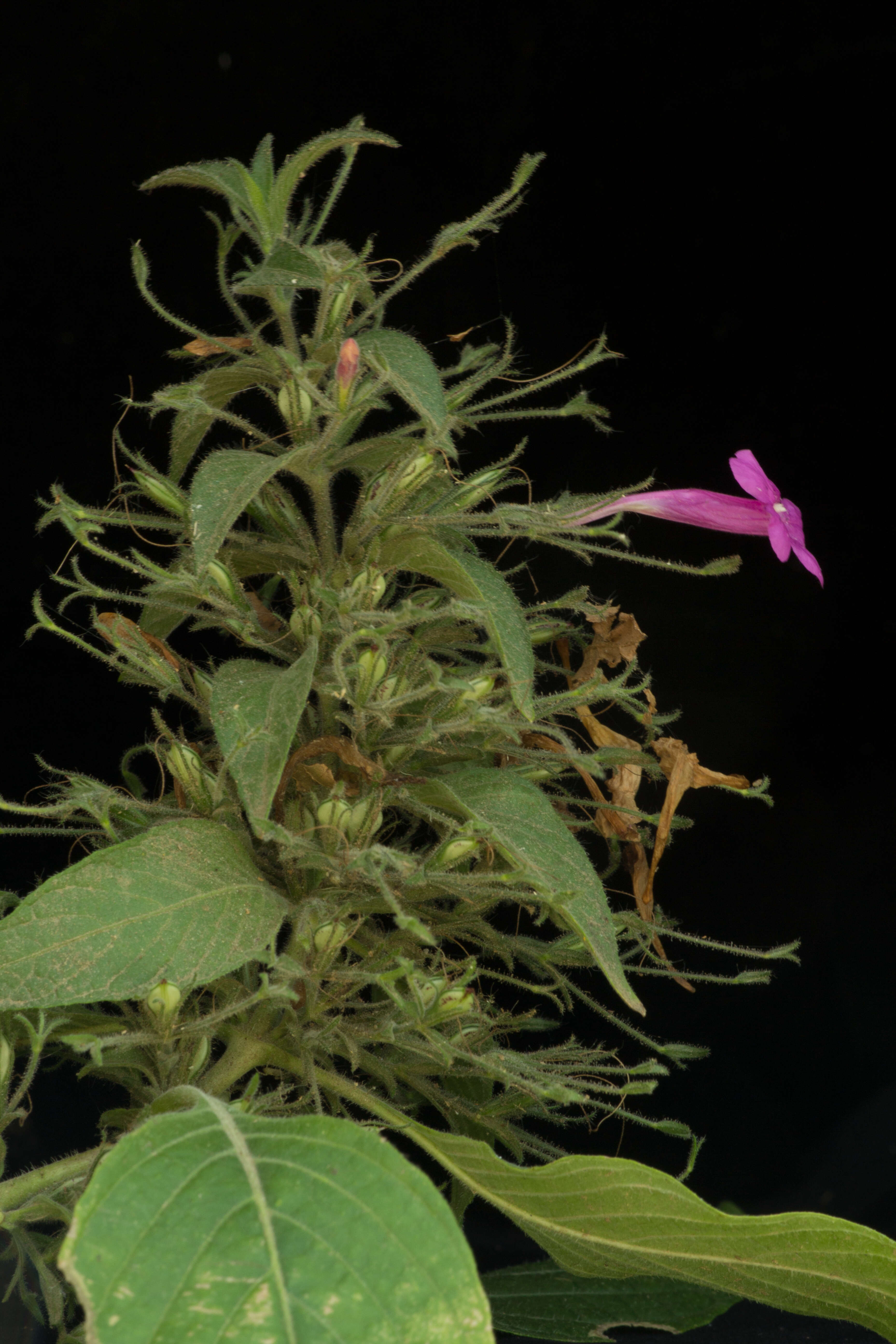 Image of Ruellia inundata Kunth