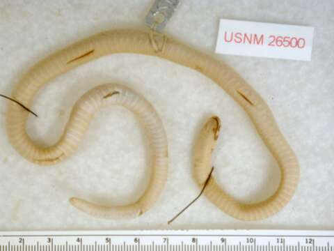 Image of Big Bend Black-headed Snake