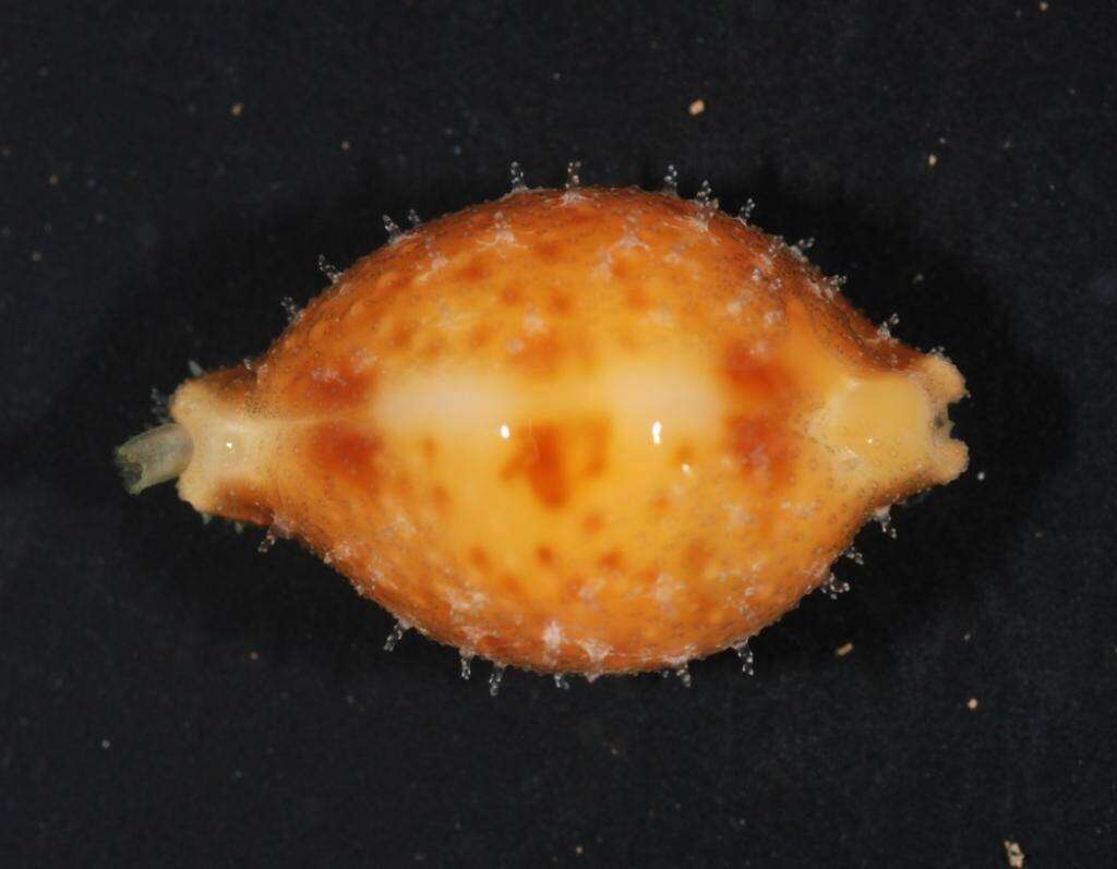 Image of treblespotted cowrie