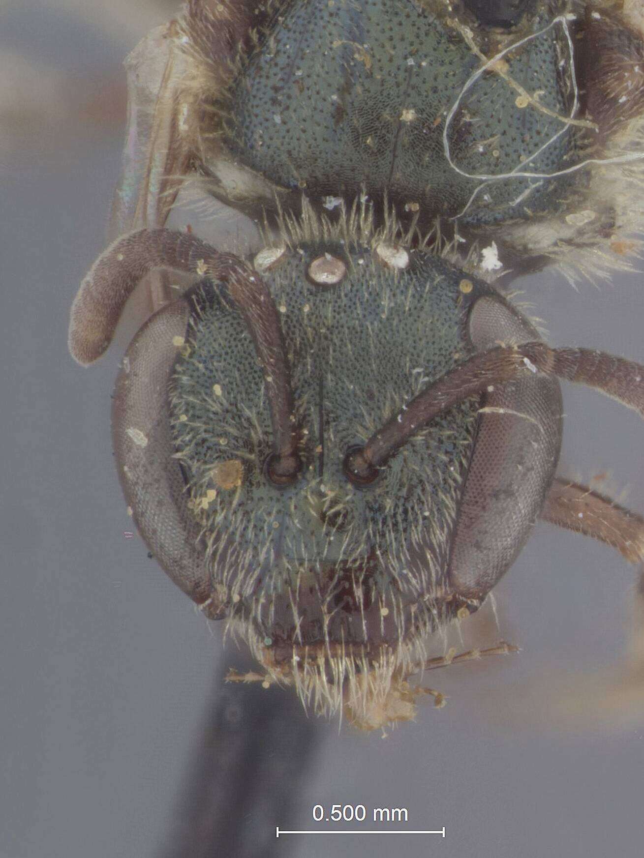 Image of Halictus