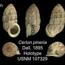 Image of Cerion pineria Dall 1895