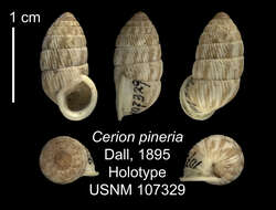 Image of Cerion pineria Dall 1895