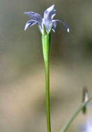 Imagem de Wahlenbergia gracilis (G. Forst.) A. DC.