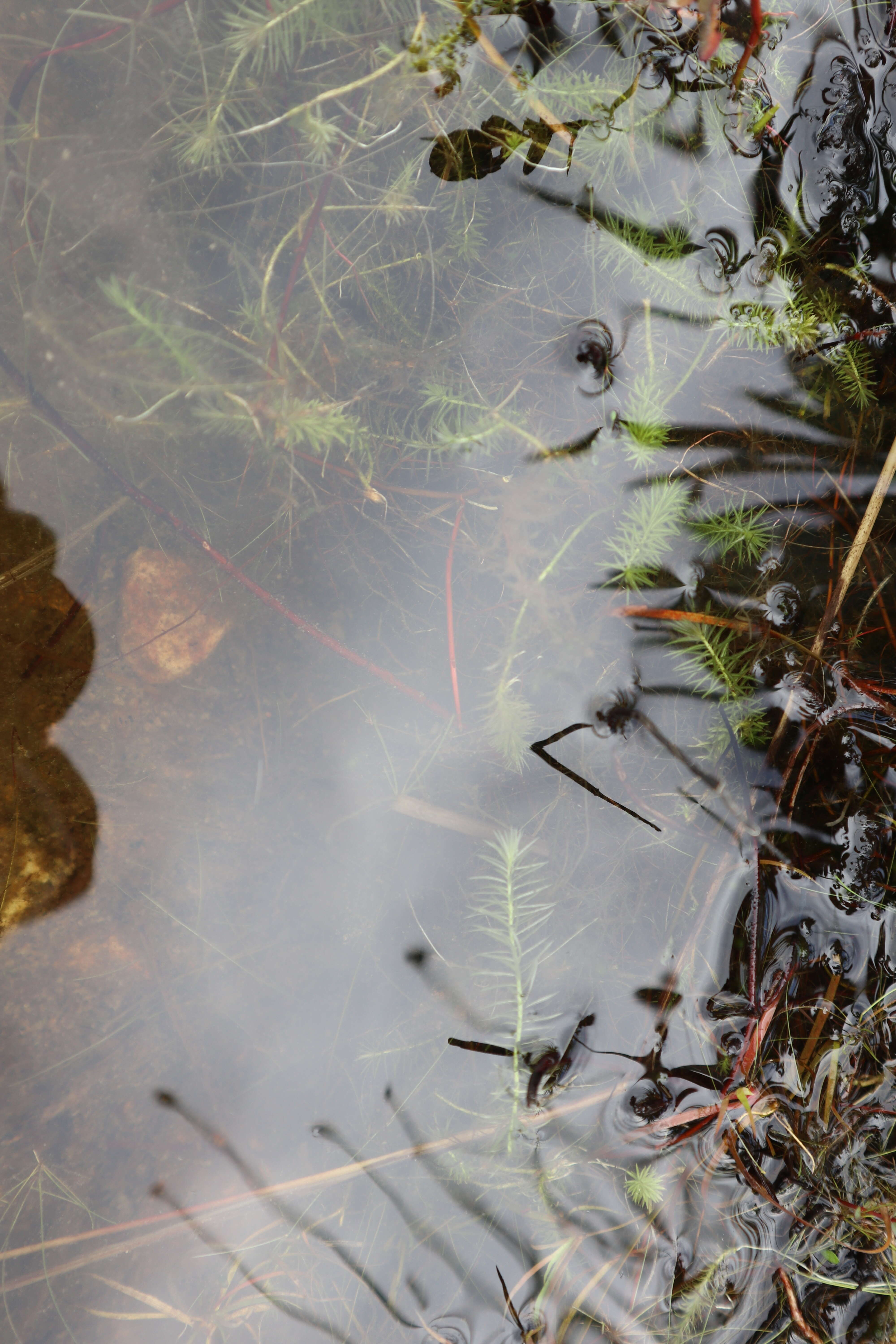 Image of Myriophyllum L.