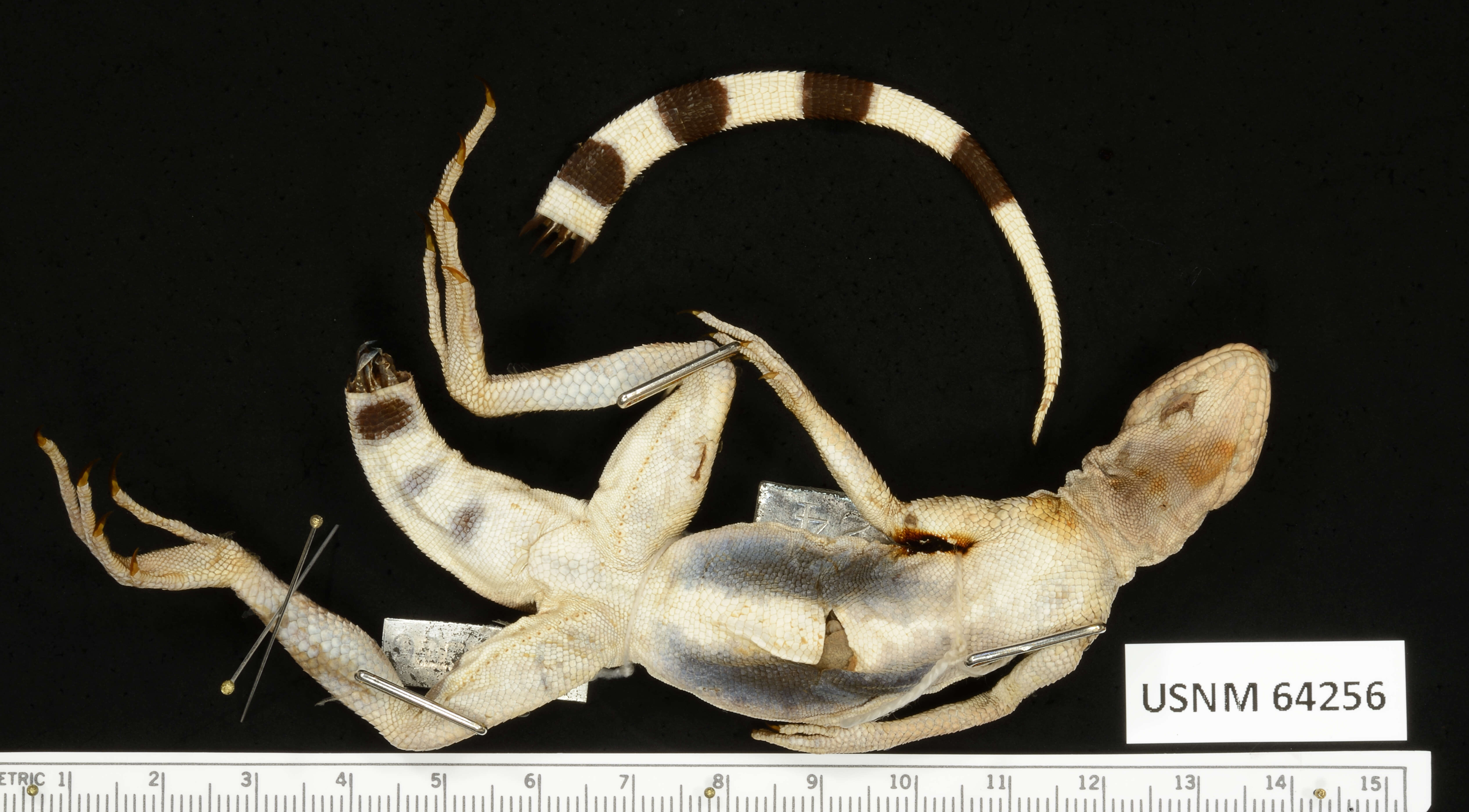 Sivun Callisaurus draconoides inusitanus Dickerson 1919 kuva